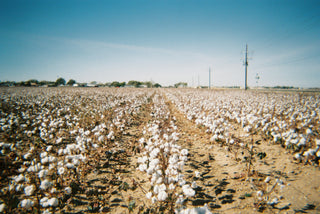 image of cotton farm