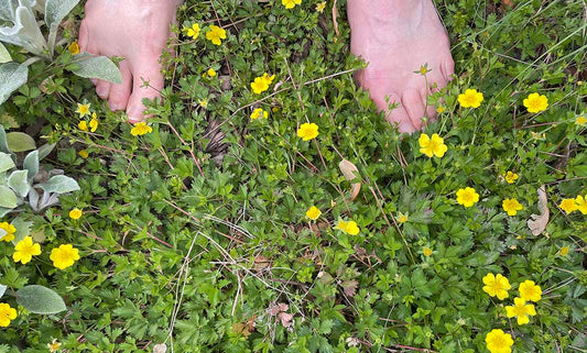 Beginner Gardener? 7 Easy Steps on How to Start Your First Garden