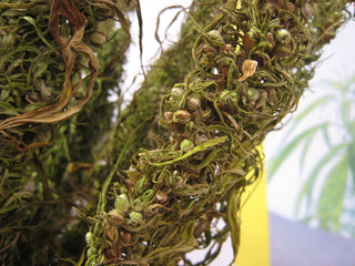 Photo of hemp plant and hemp seeds