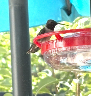The Best Hummingbird Feeder and Other Tips to Keep Your Feathered Friends Happy