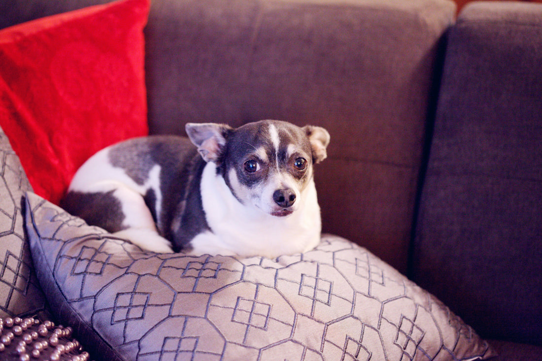 photo of a chihuahua sitting on a sofa pillow