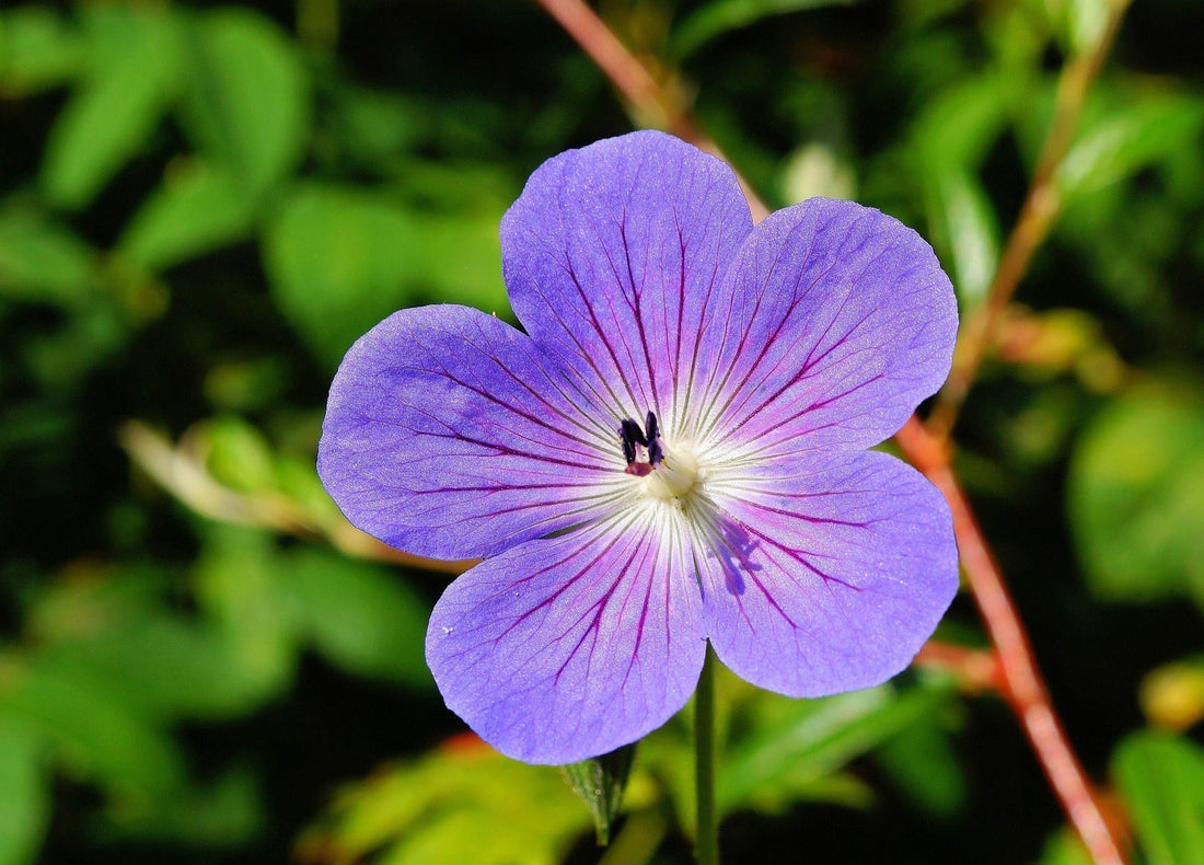 Photo of wild geranium by Image by Karsten Paulick from Pixabay