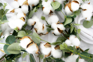 Image of cotton plants which will become cotton fabric which is one of the sustainable textiles