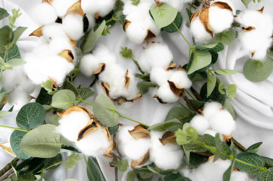 Image of cotton plants which will become cotton fabric which is one of the sustainable textiles