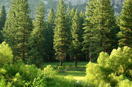 Photo of trees and forest by Matt Artz from Unsplash