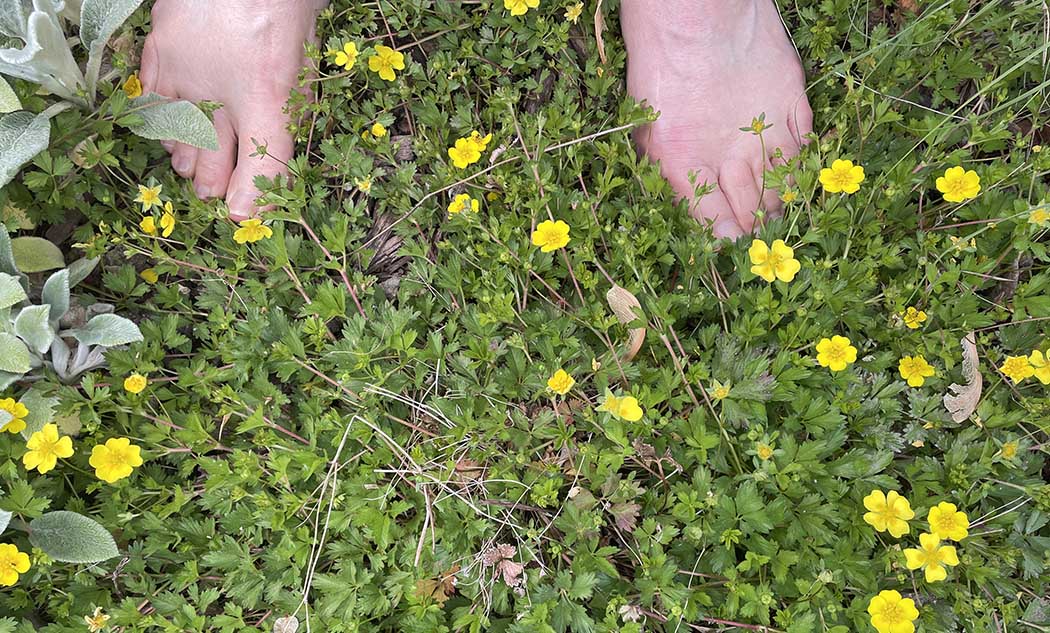 Beginner Gardener? 7 Easy Steps on How to Start Your First Garden